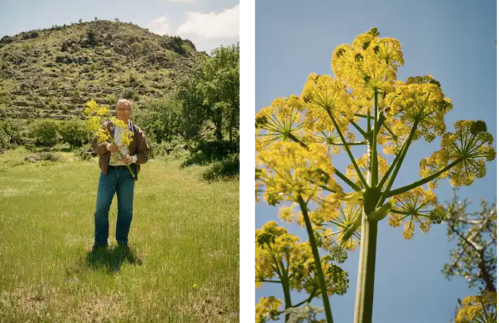 silphium1.png