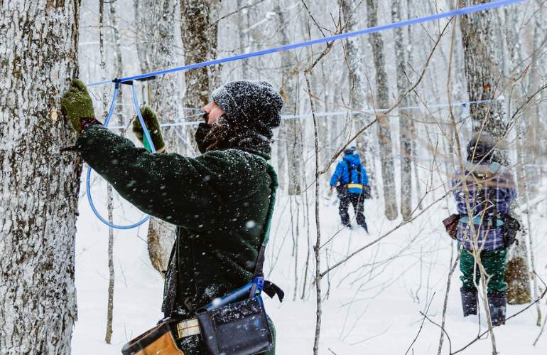 Un albero per... lo sciroppo d'acero: l'oro liquido canadese