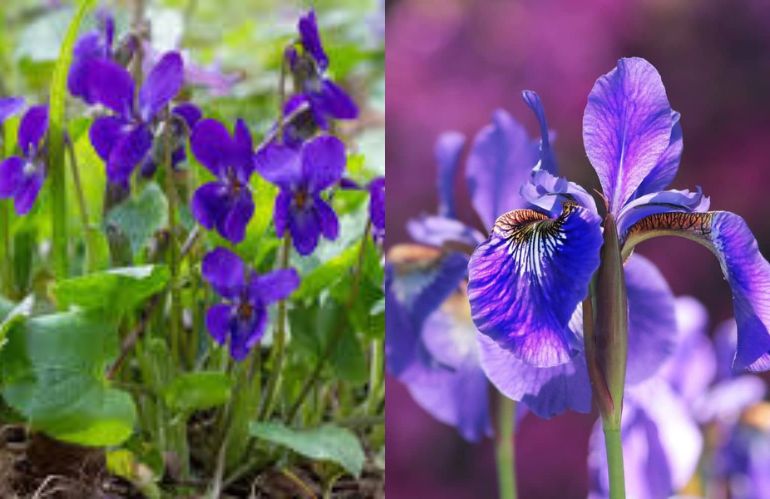 Fiore di nascita: scopri il tuo e il suo significato