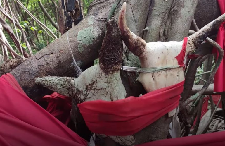 teschi di vaca e teli