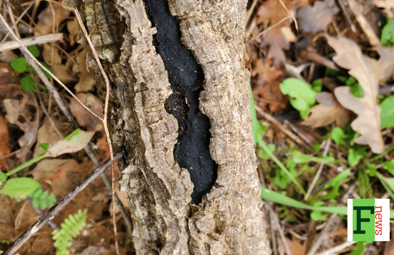 TOSCANA: ARMILLARIA E CANCRO CARBONIOSO, NUOVE SCHEDE TECNICHE