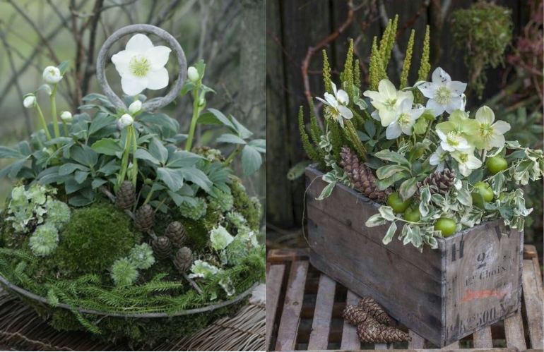 Dettaglio di cavolo ornamentale con sfumature violacee