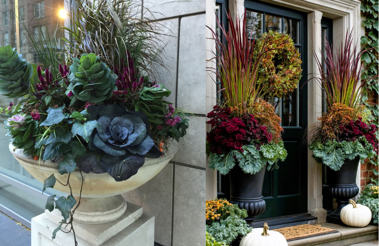 Cavolo ornamentale centrale con bacche rosse e verdi