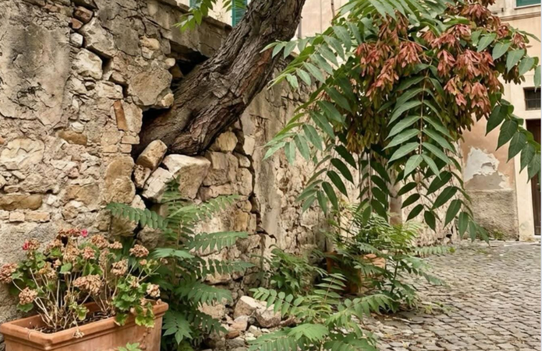 UN ALBERO PER SOFFOCARE L'ITALIA