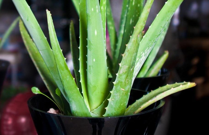 aloevera