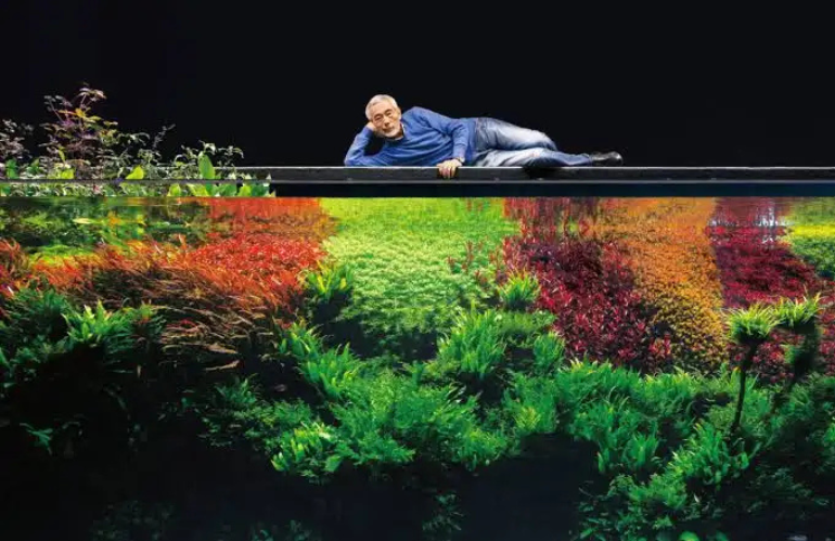 UNA PIANTA PER L’ACQUARIO: LA LEZIONE DI AMANO