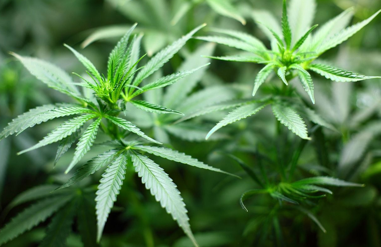 Emendamento sul regime fiscale della cannabis light ritirato: preoccupazioni e aspettative per il settore