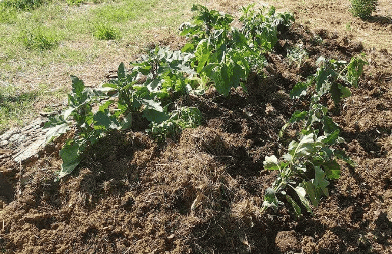 danni causati da cinghiali