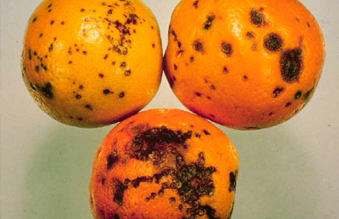 citrus black spot