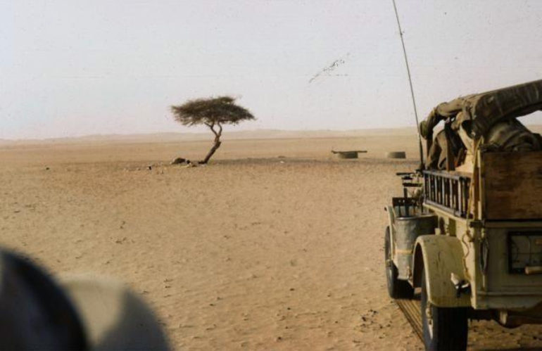 L'acacia del Ténéré: L'albero più isolato del mondo e la sua fine