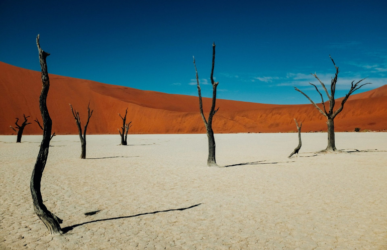 Un albero per... Deadvlei: storia e natura scolpite dal sole