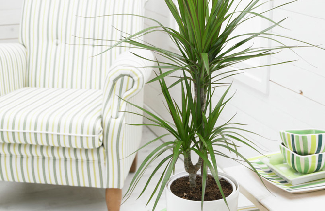 dracena