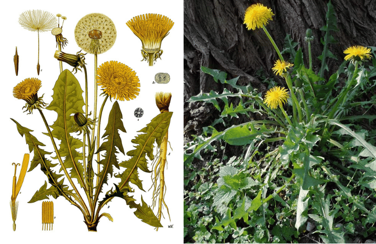 DRENAGGIO fegato tarassaco