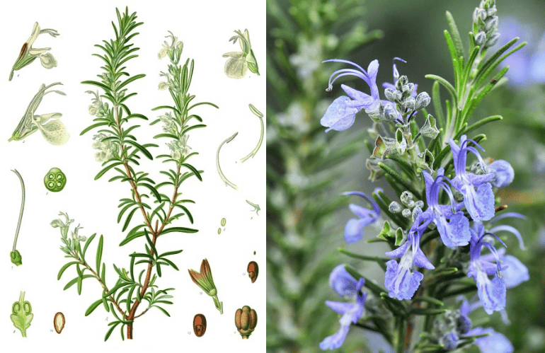 DRENAGGIO fegato rosmarino