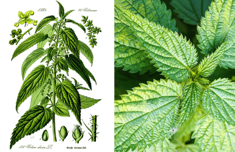 DRENAGGIO fegato ortica