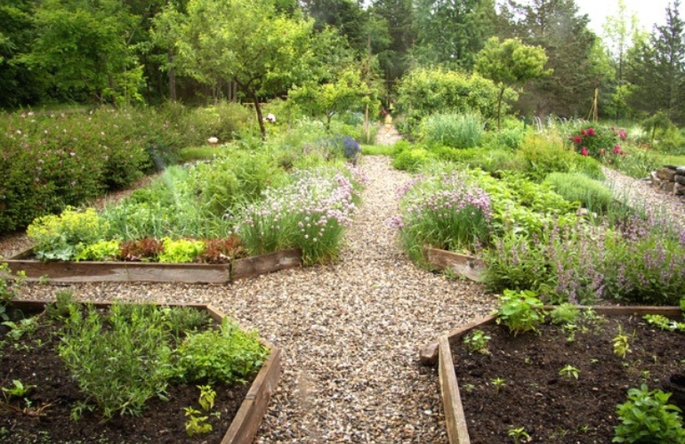 Una pianta per ogni disturbo: 15 piante medicinali da coltivare nel tuo giardino