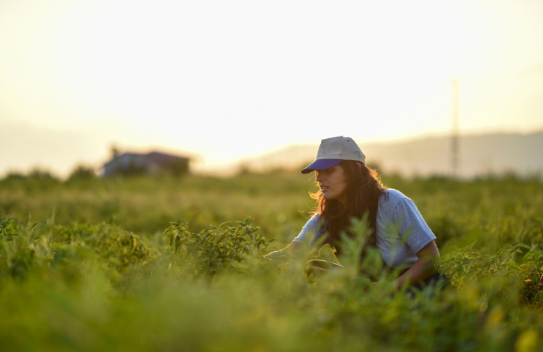 Nuovi fondi per giovani agricoltori: aperto il bando 2024 della Regione Toscana