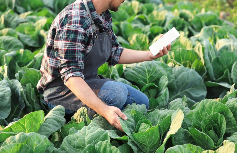 Bando Giovani Agricoltori e Nuova Sabatini: domande da ottobre 2024