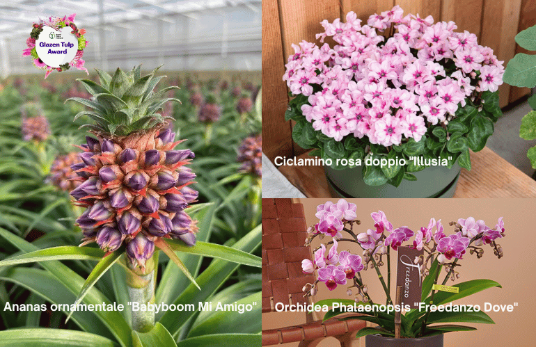 GLAZEN TULP AWARD: LE PIANTE VINCITRICI PERFETTE PER IL REGALO