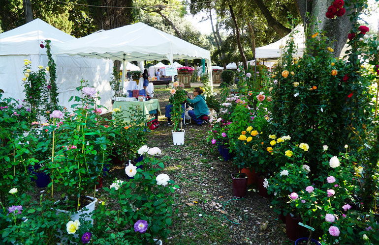 Nel segno del bosco Harborea, la festa delle piante e dei giardini d'Oltremare  - Floraviva