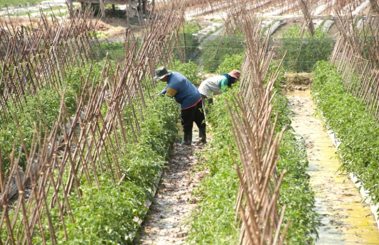 Confagricoltura: collaborazione attiva e proposte per contrastare il caporalato