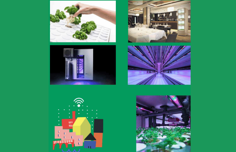 Tomato+ serre idroponiche