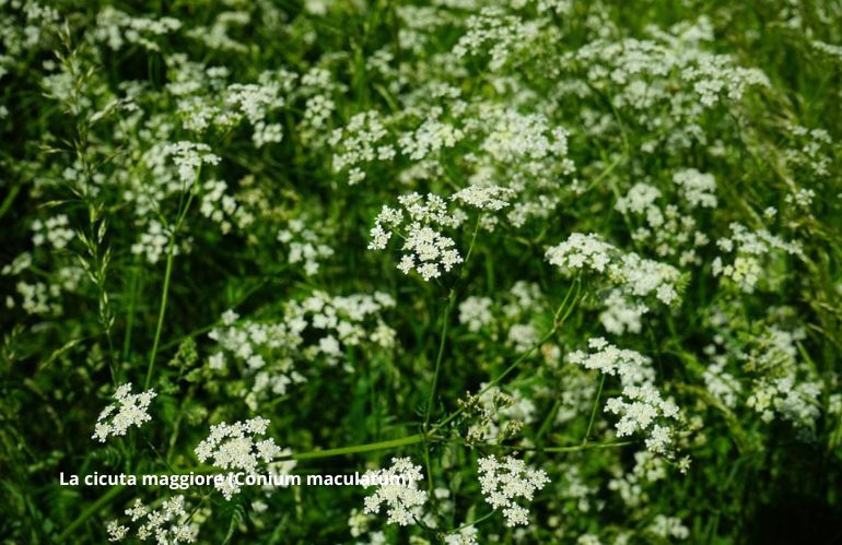 Jacques‑Louis David, e il titolo è La Morte di Socrate (in inglese The Death of Socrates)