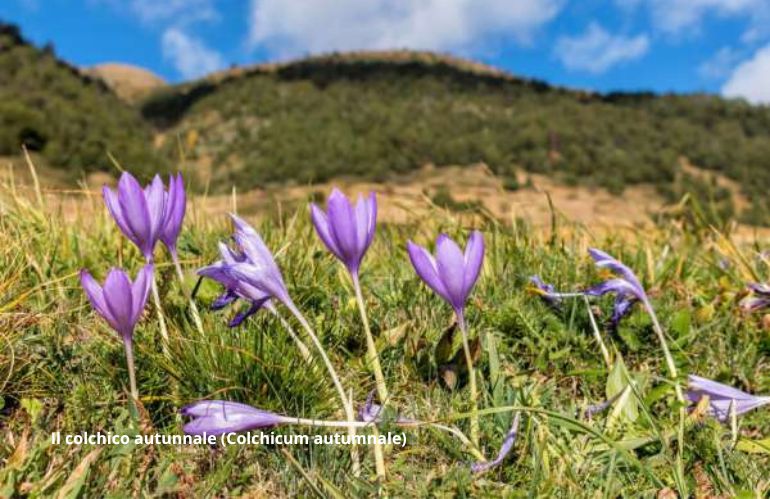 Colchico autunnale - Colchicum autumnale, simile allo zafferano ma letale