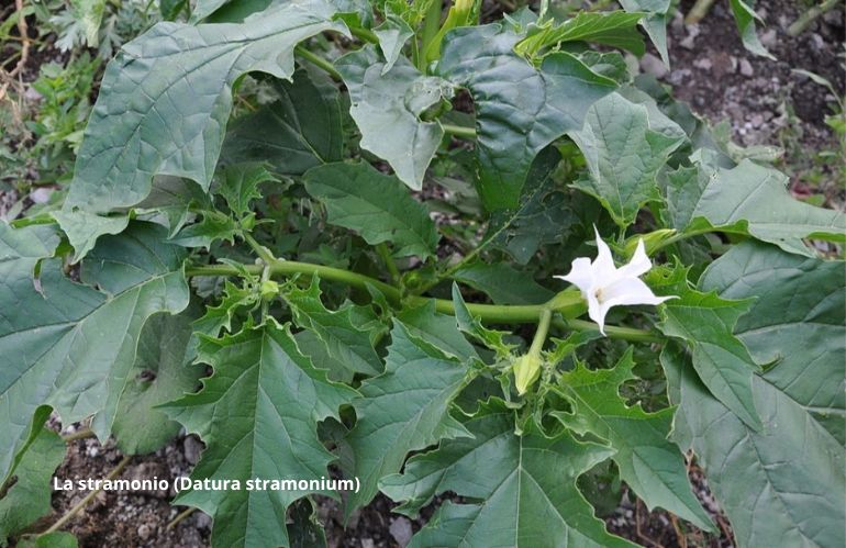 Stramonio - Datura stramonium, erba del diavolo velenosa