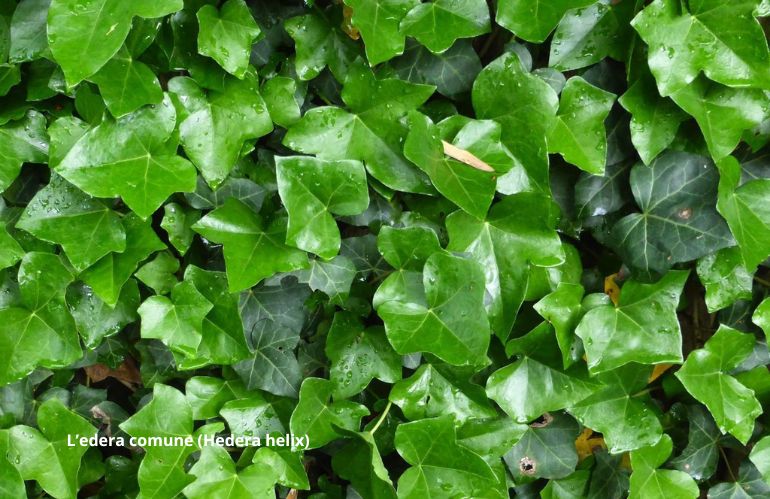 Edera comune - Hedera helix, pianta tossica nei giardini