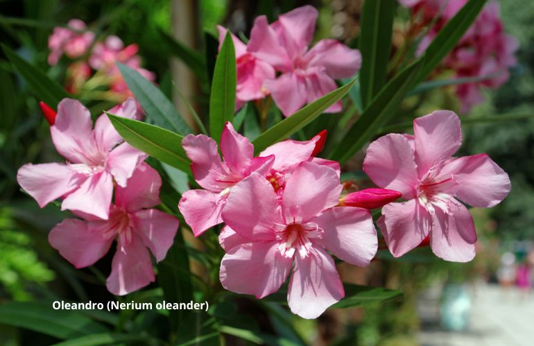 Oleandro - Nerium oleander, tossico in tutte le sue parti