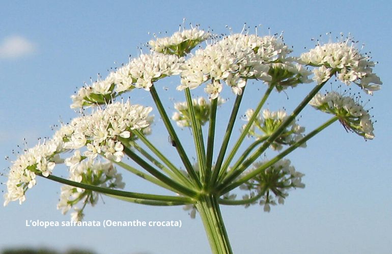 Olopea safranata - Oenanthe crocata, pianta velenosa simile al prezzemolo