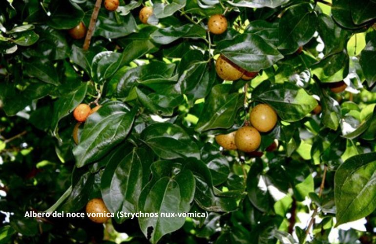 Noce vomica - Strychnos nux-vomica, albero velenoso asiatico