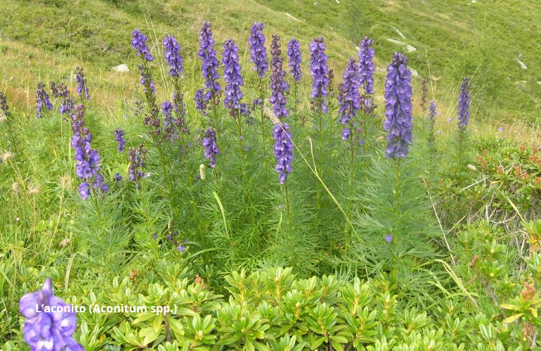 Aconito - Aconitum spp., fiori blu neurotossici