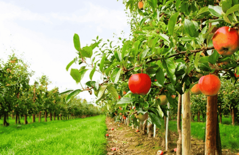 FRUTTI RESILIENTI: CONTRIBUTI PER NUOVI IMPIANTI FRUTTICOLI IN EMILIA-ROMAGNA