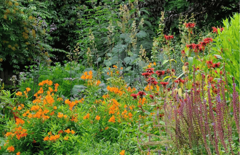 mien ruys new perennial