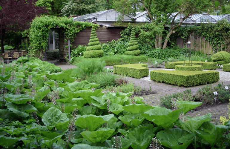 mien ruys new perennial