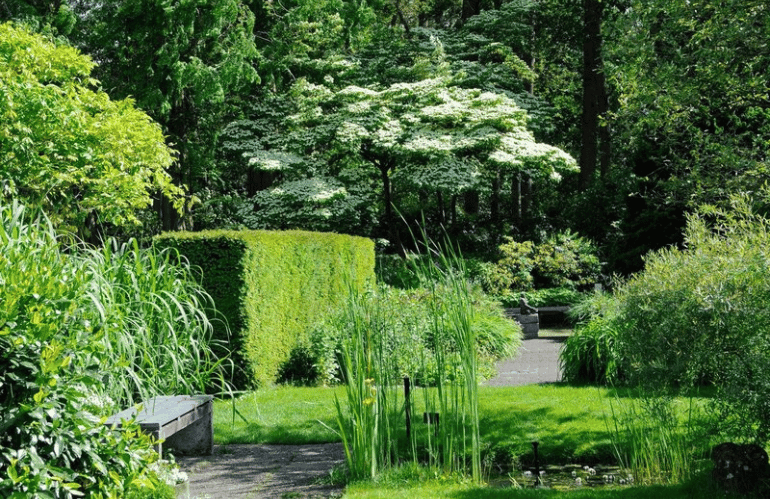 mien ruys new perennial