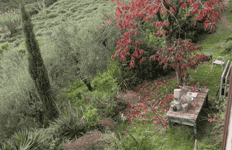 caco e giardino invernale