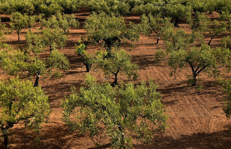 Clima: la siccità fa crollare la produzione di olio di oliva