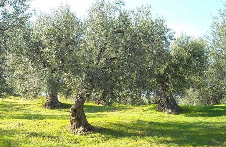 oliveto toscano