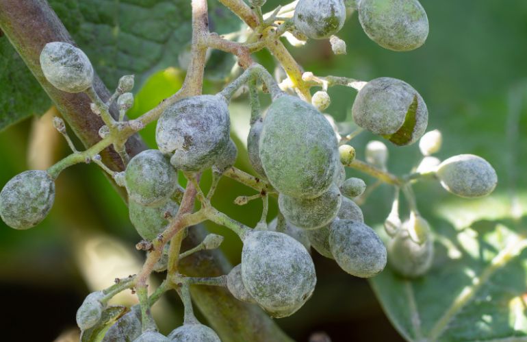 Peronospora: aiuti alle imprese danneggiate per 47 milioni di euro