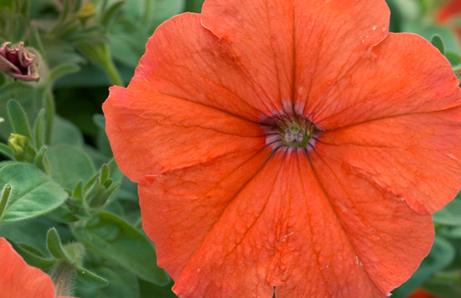 petunia, sunset, floraviva, ue