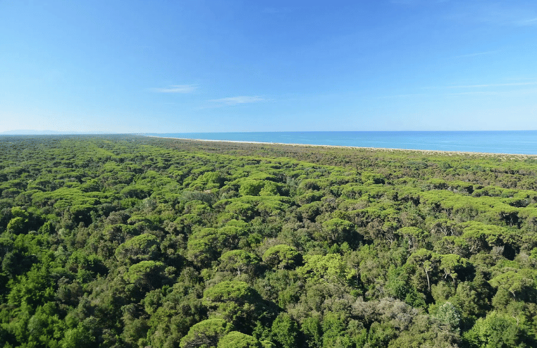 VIVAISMO, PINI E PINETE: AD ANZIO LA SFIDA ALLA COCCINIGLIA