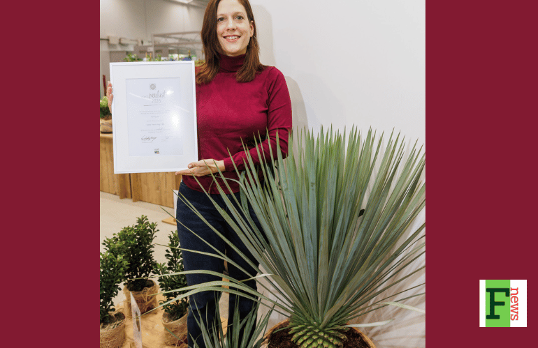 Pericallis x hybrida Senetti Blue Spoon