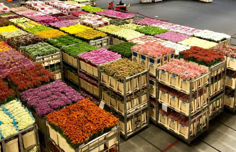 Royal Flora Holland Stabilisce Nuove Tariffe per Lotti non Forniti