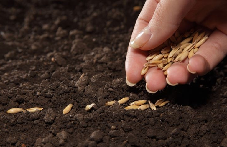 Via libera alla pianificazione delle sementi biologiche: una svolta per l'agricoltura sostenibile