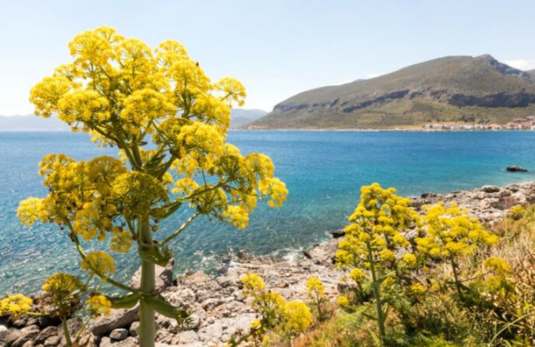 Un fiore per... la storia botanica: il ritorno del Silphium dopo 2.000 anni