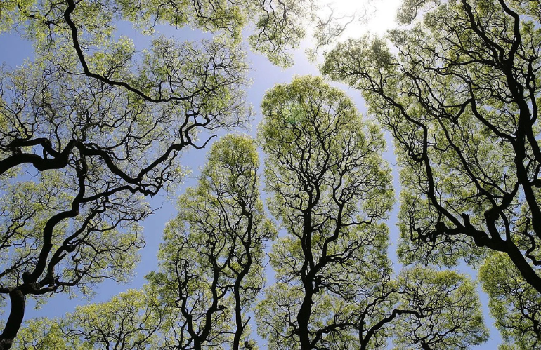 LA TIMIDEZZA DEGLI ALBERI: IL LINGUAGGIO VERDE
