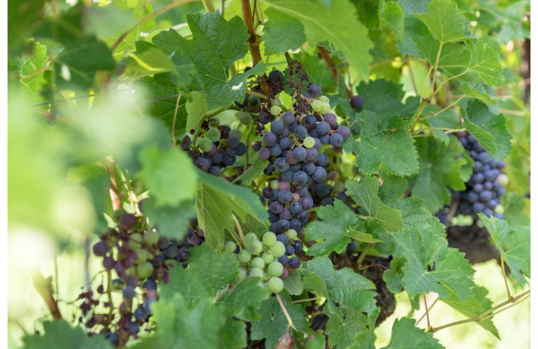 Capannori e transizione ecologica: progetto europeo tra vino e paesaggi rurali